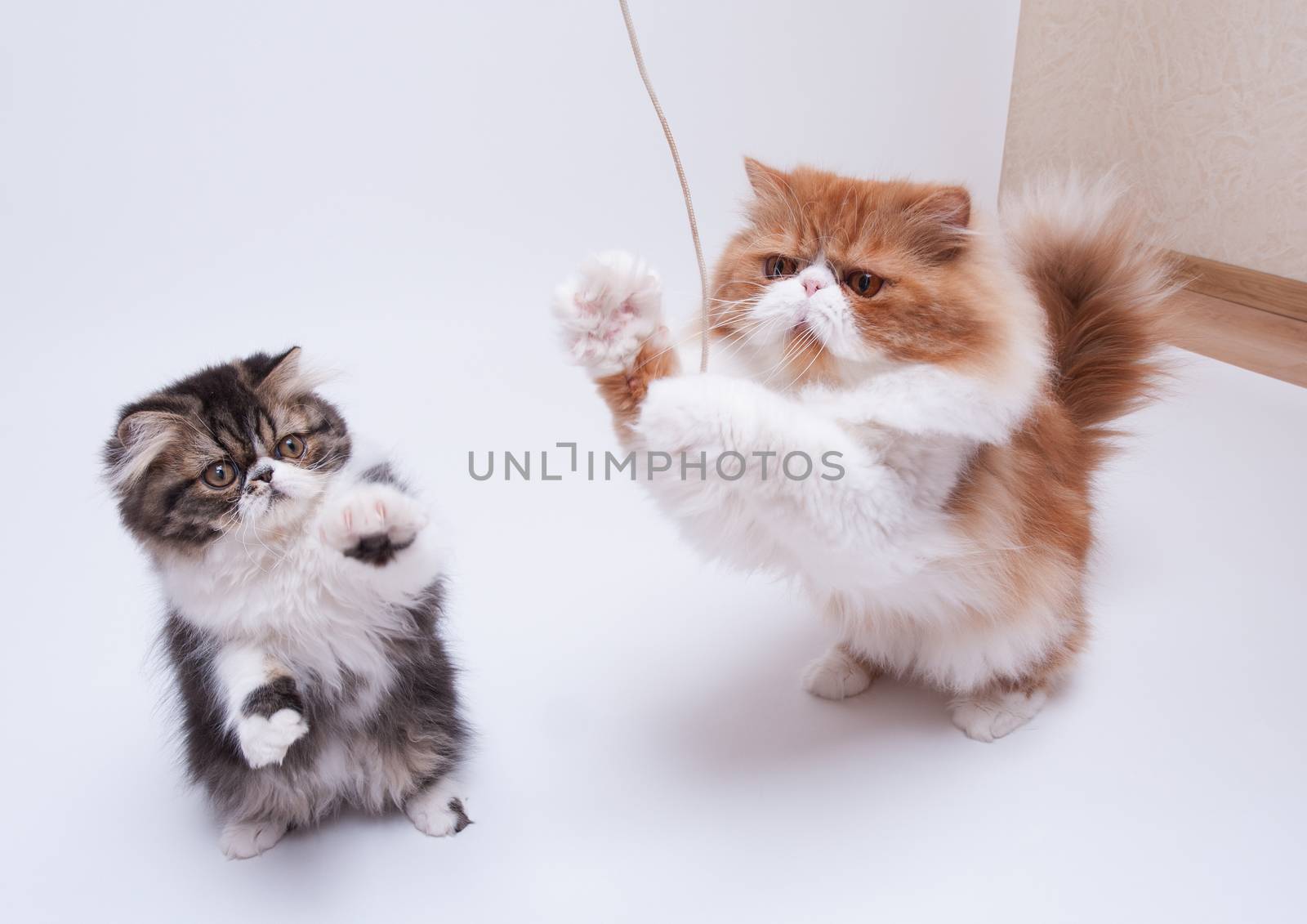 Red big persian cat and dark persian little kitten