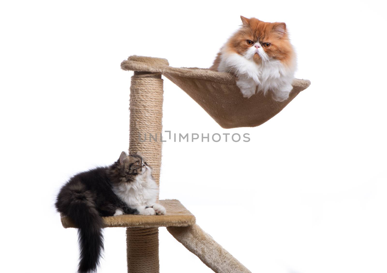 Two persian cats of different coloring by fotooxotnik