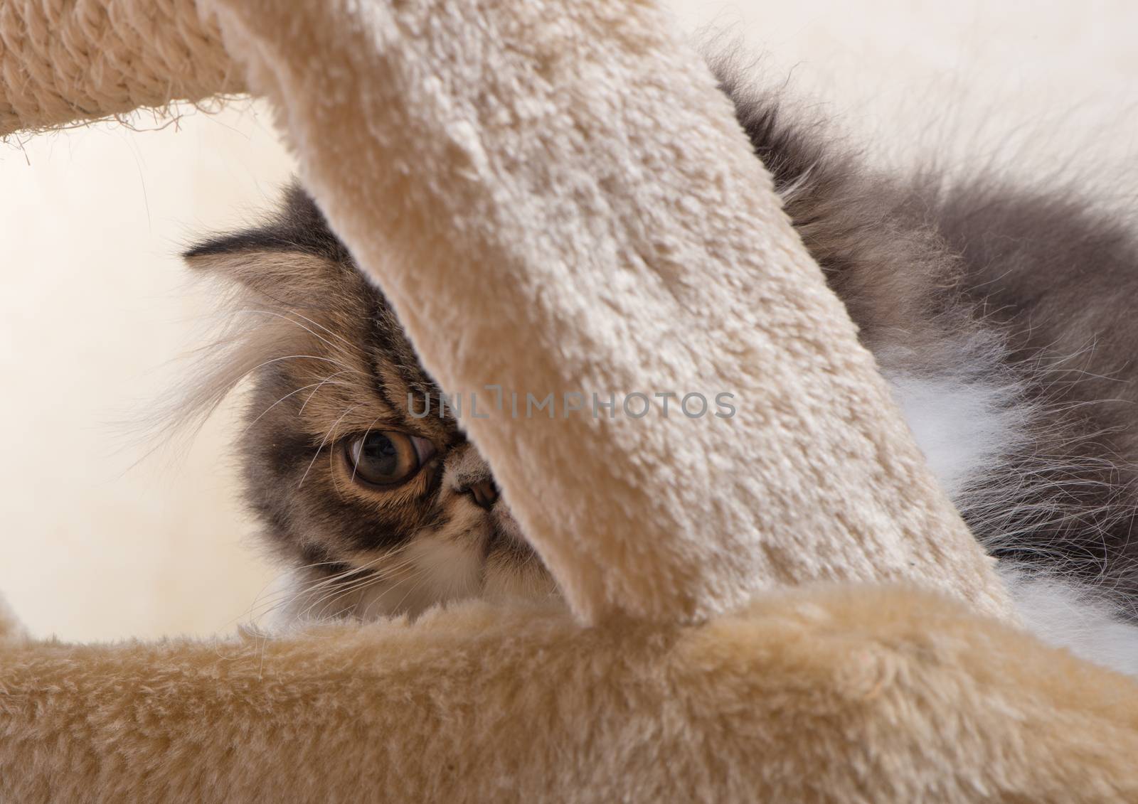 Persian kitten of dark coloring by fotooxotnik