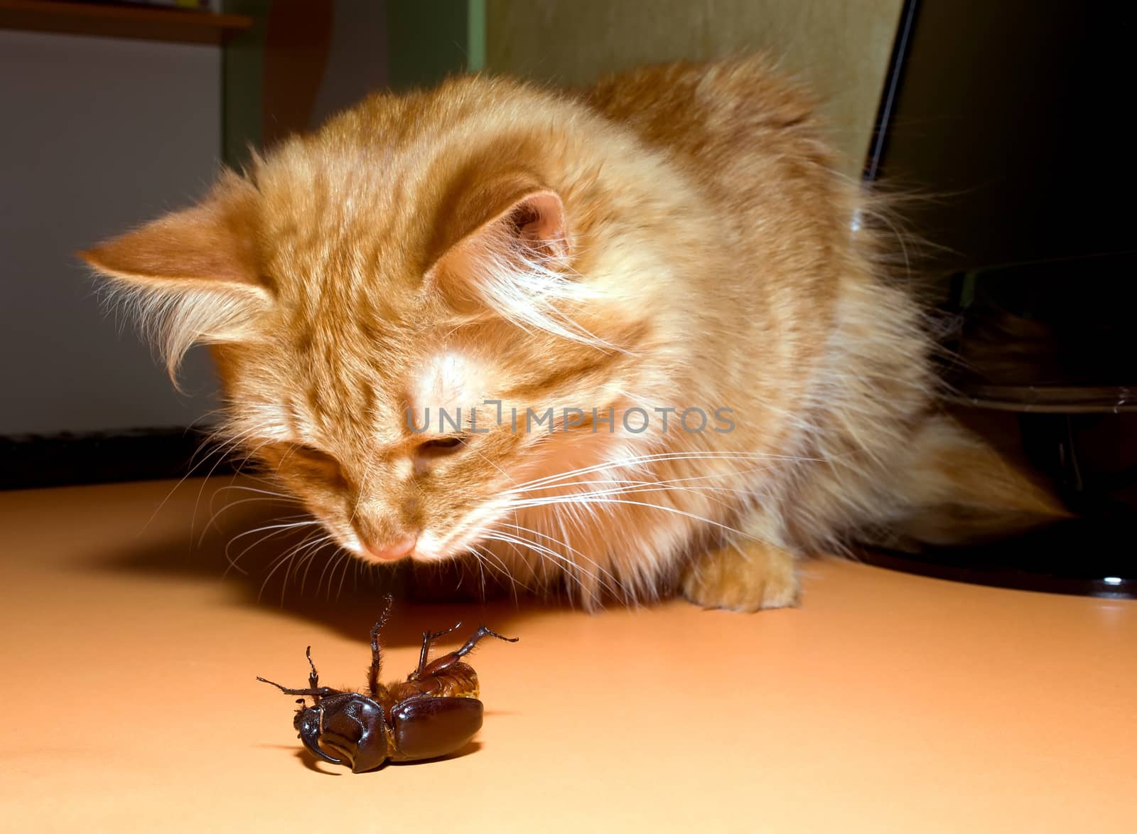 Red-haired domestic cat are risen rhinoceros beetle is in the supine position on an orange table