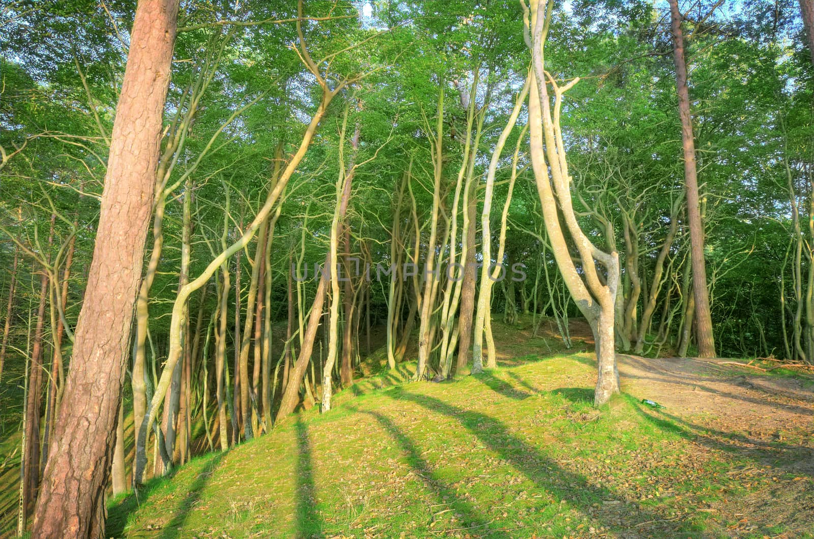 Nature scenery. Green forest at summer..