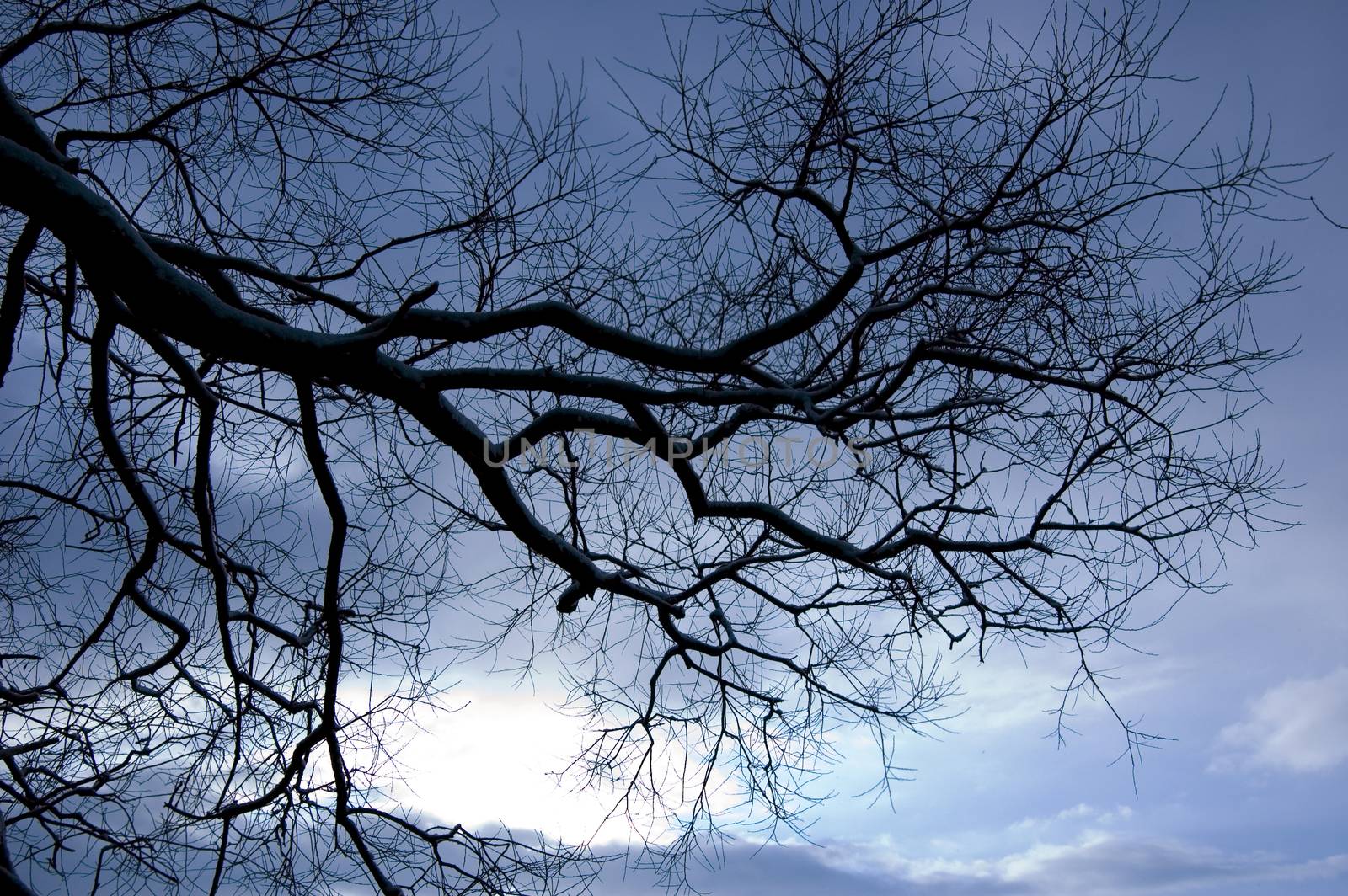 Tree conceptual image. Winter night in dark forest.