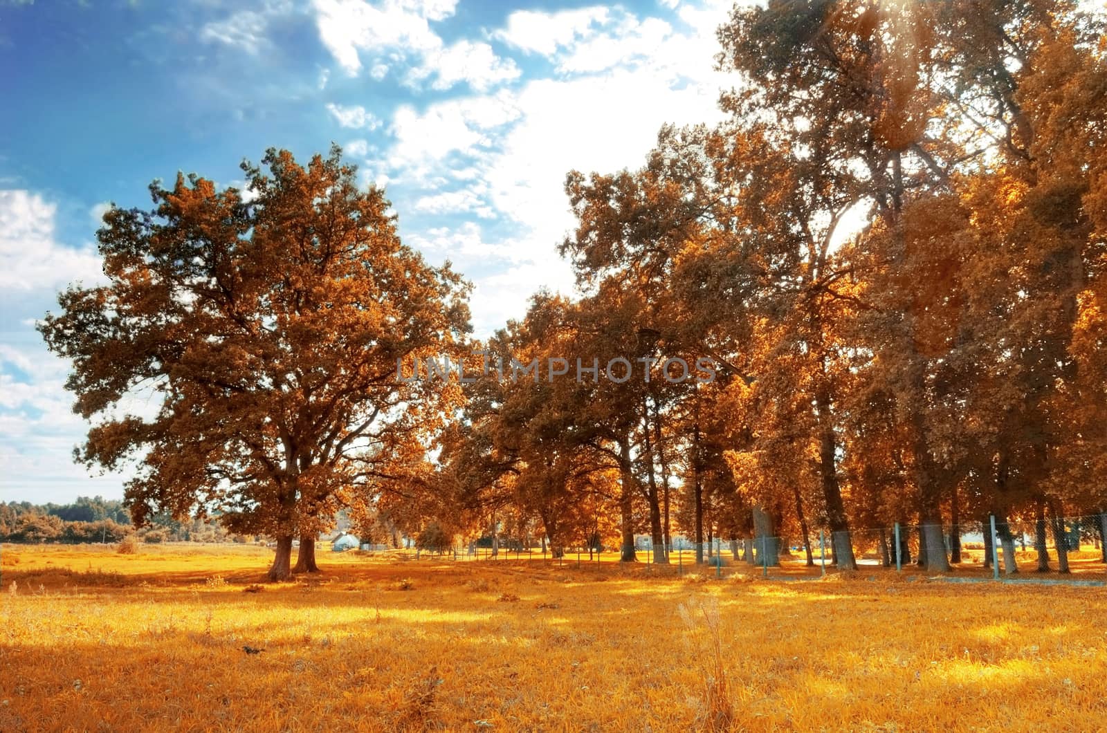 Autumn scenery. Beautiful gold fall in park.