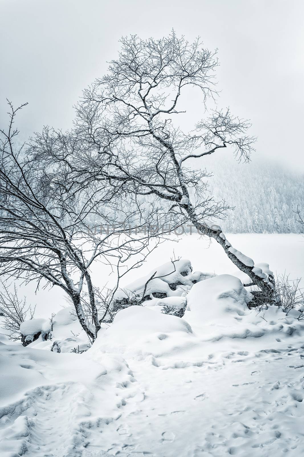 Image of a forest with snow on a cold day in Bavaria in January