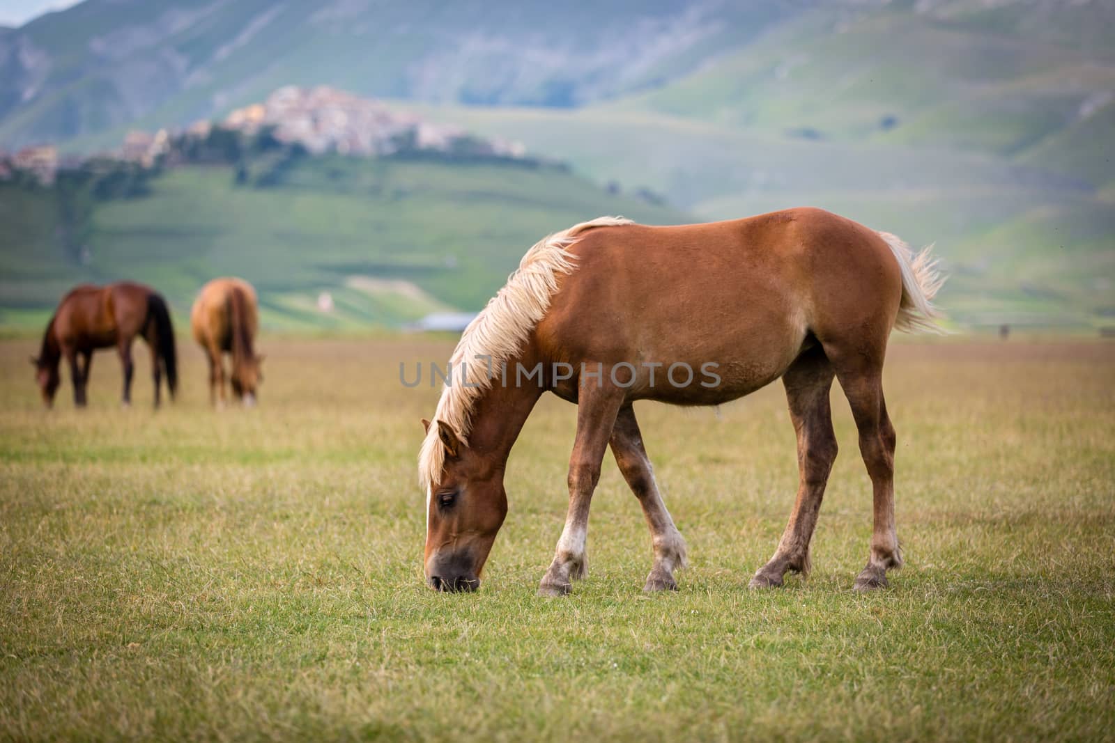 Horse at Piano Grande, Castelluccio di Norcia, Italy by fisfra