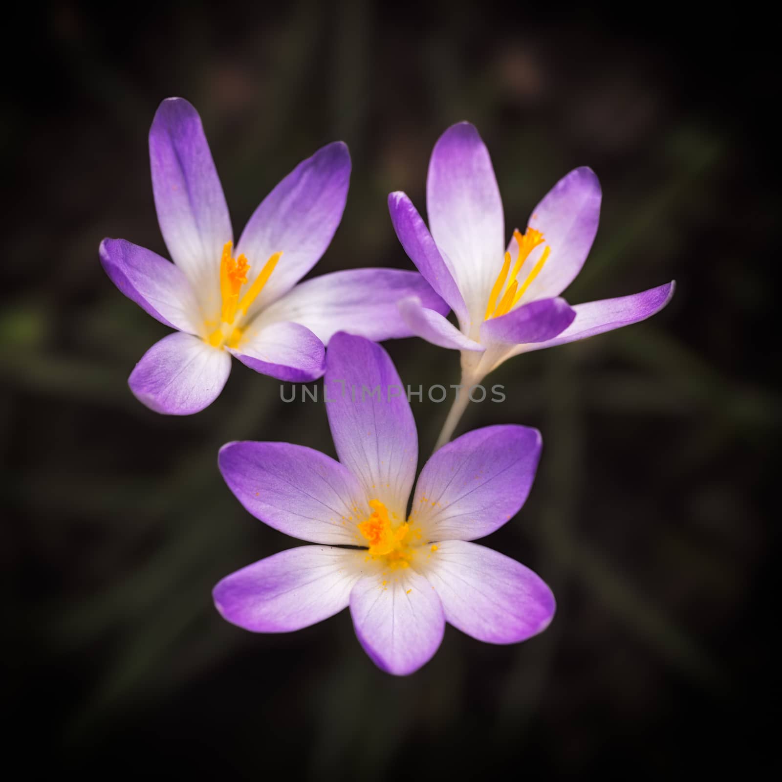 Blooming violet Crocus at springtime