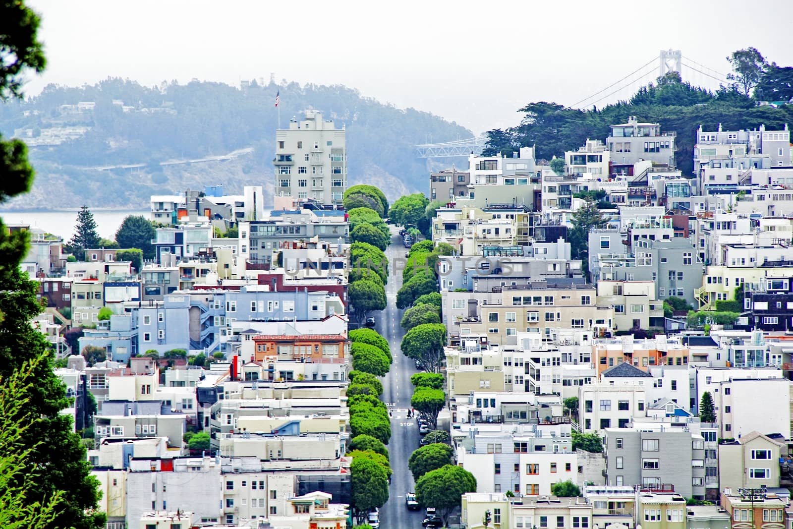 road with green trees at San Francisco