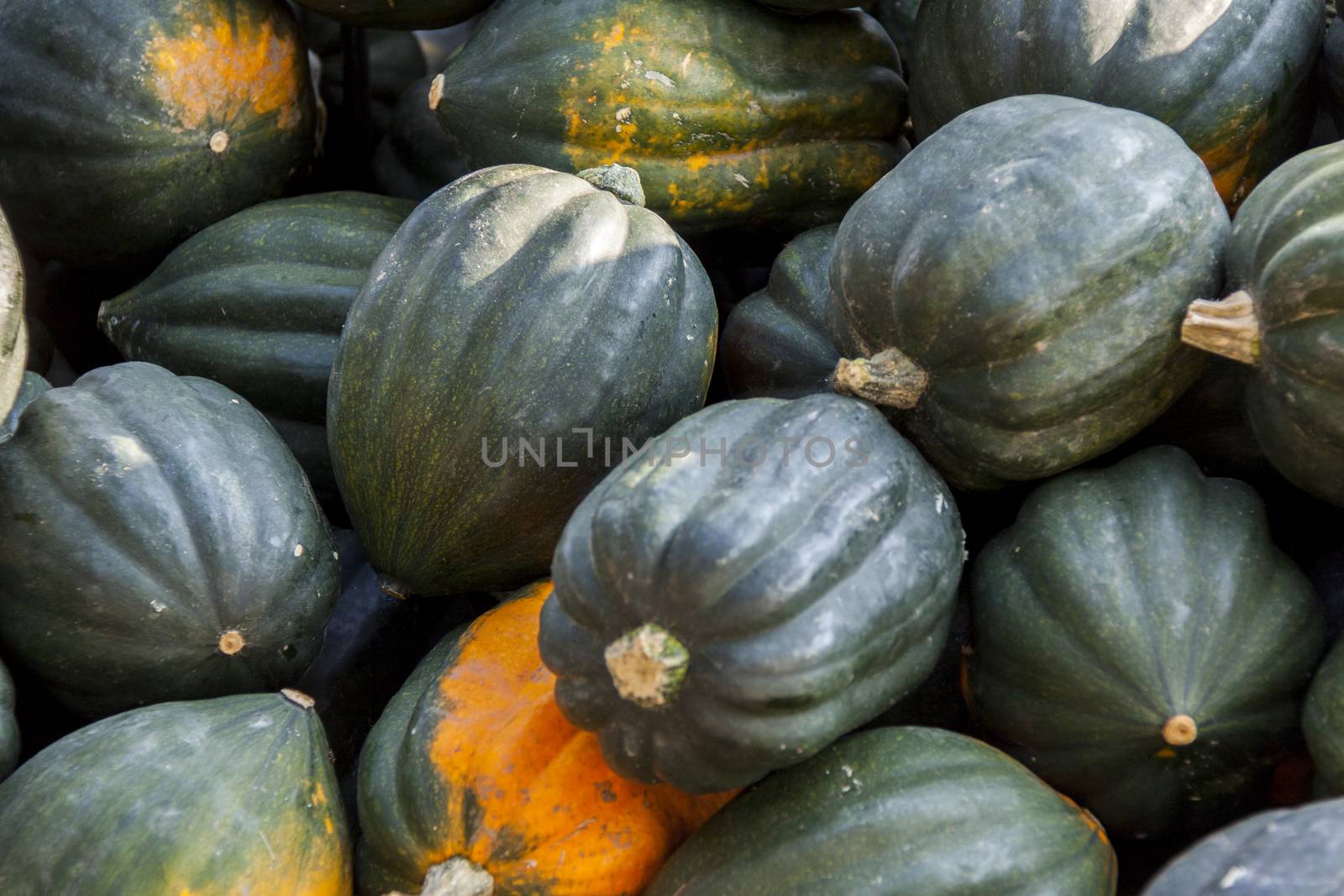 Mesa Queen Eichelkürbis Winterhorn cucurbita pumpkin pumpkins from autumn harvest on a market