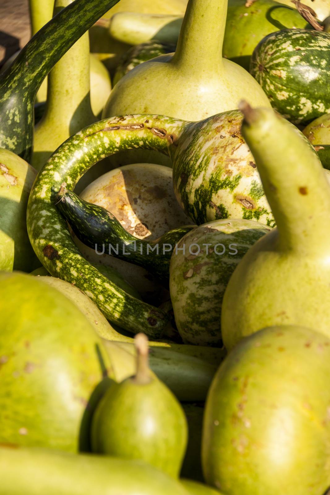 Kalebassenkürbirs cucurbita pumpkin pumpkins from autumn harves by juniart