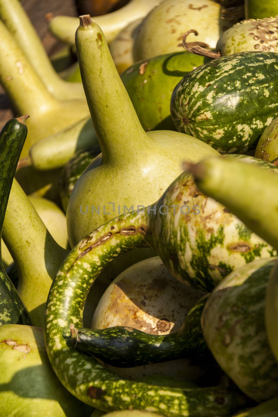 Kalebassenkürbirs cucurbita pumpkin pumpkins from autumn harvest on a market