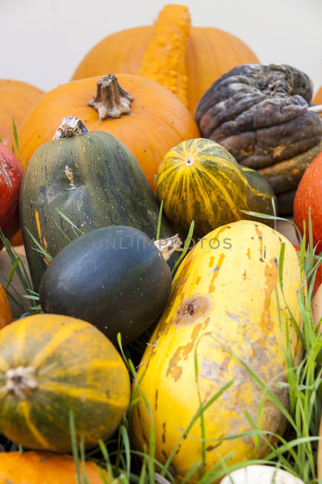 Different maxima and pepo cucurbita pumpkin pumpkins from autumn harvest on a market