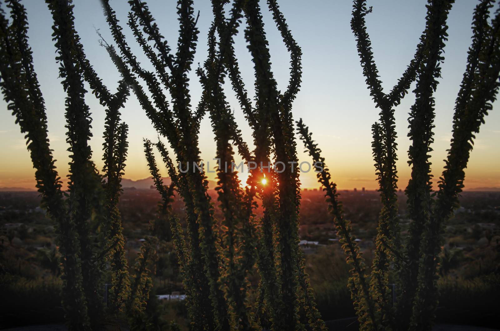 Sunrise over the Sonoran Desert at Usery Mountain Regional Park in Mesa, Arizona. by Paulmatthewphoto