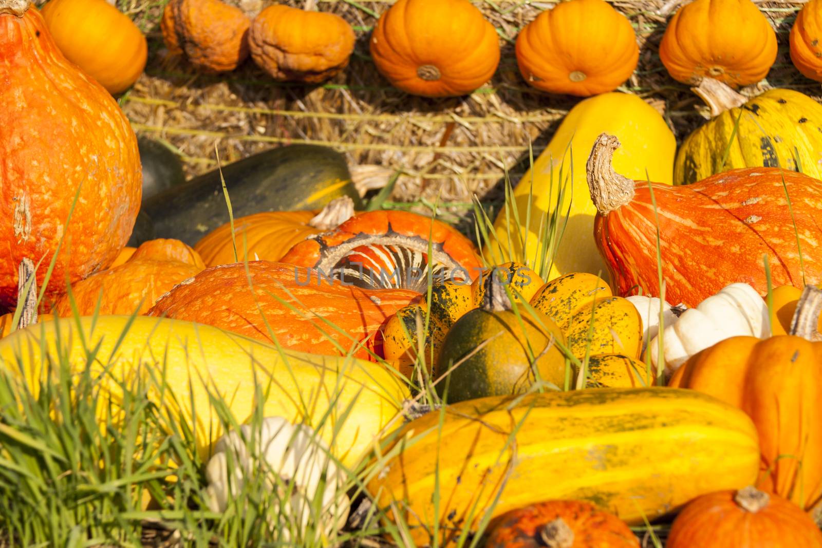 Different maxima and pepo cucurbita pumpkin pumpkins from autumn by juniart