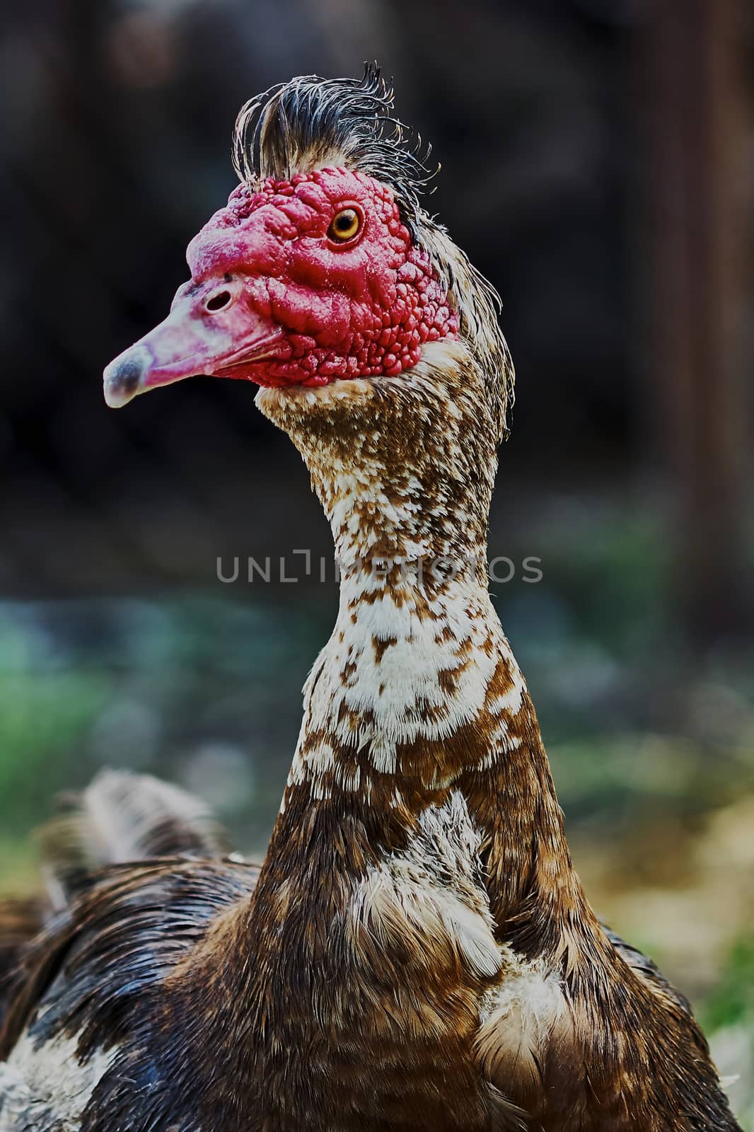  Portrait of musk duck closeup (drake)                              