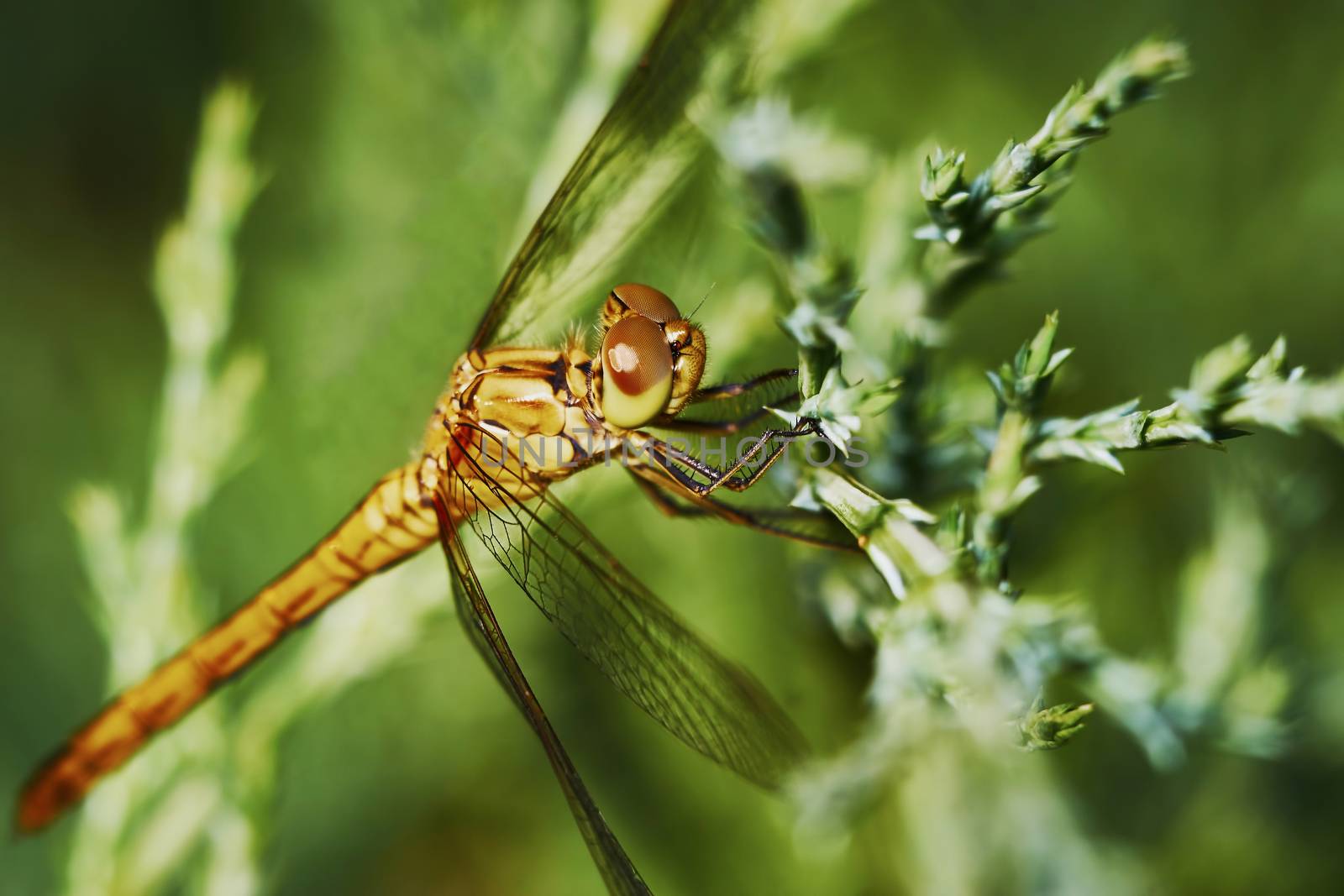 Portrait of a dragonfly in the garden in summer                               