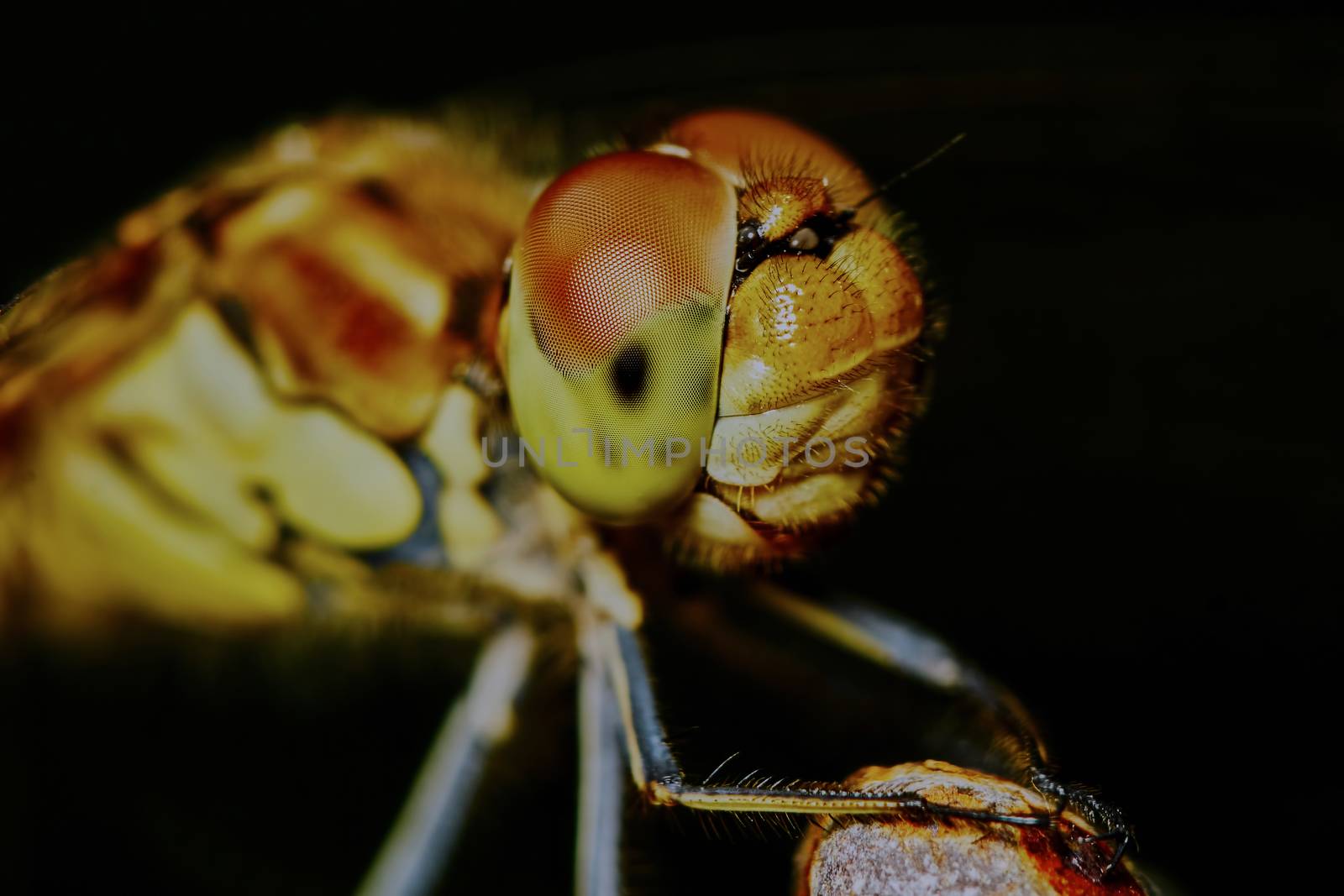 Portrait of a dragonfly in the garden in summer                               