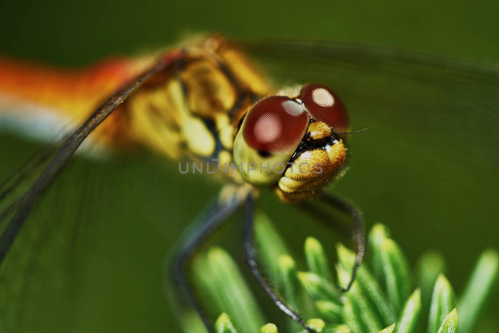 Portrait of a dragonfly in the garden in summer                               