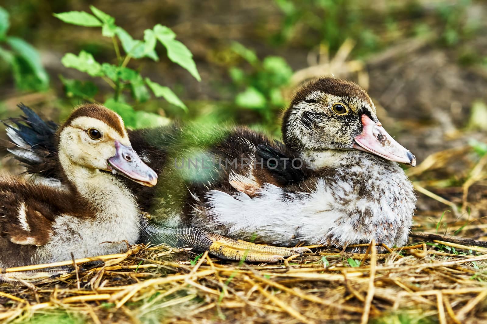 Two wonderful duck on the street in the village                               