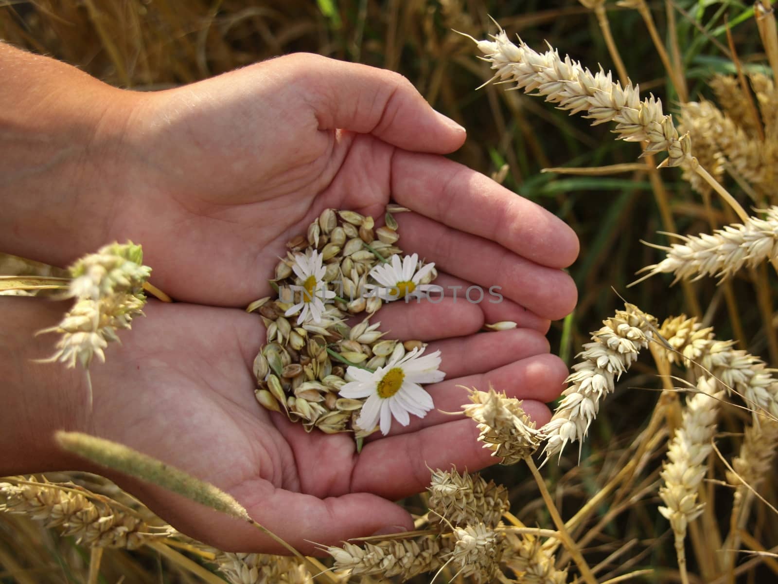 grain and daisy in women's hands on the field