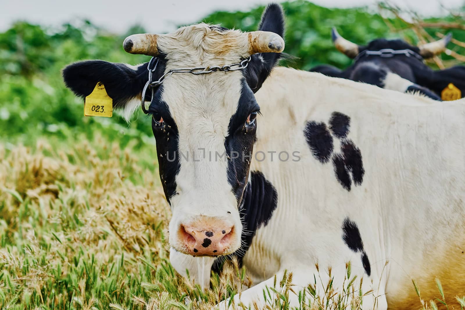 Cow on a summer pasture