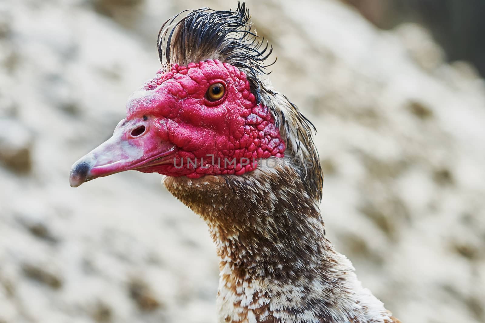  Portrait of musk duck closeup (drake)                              