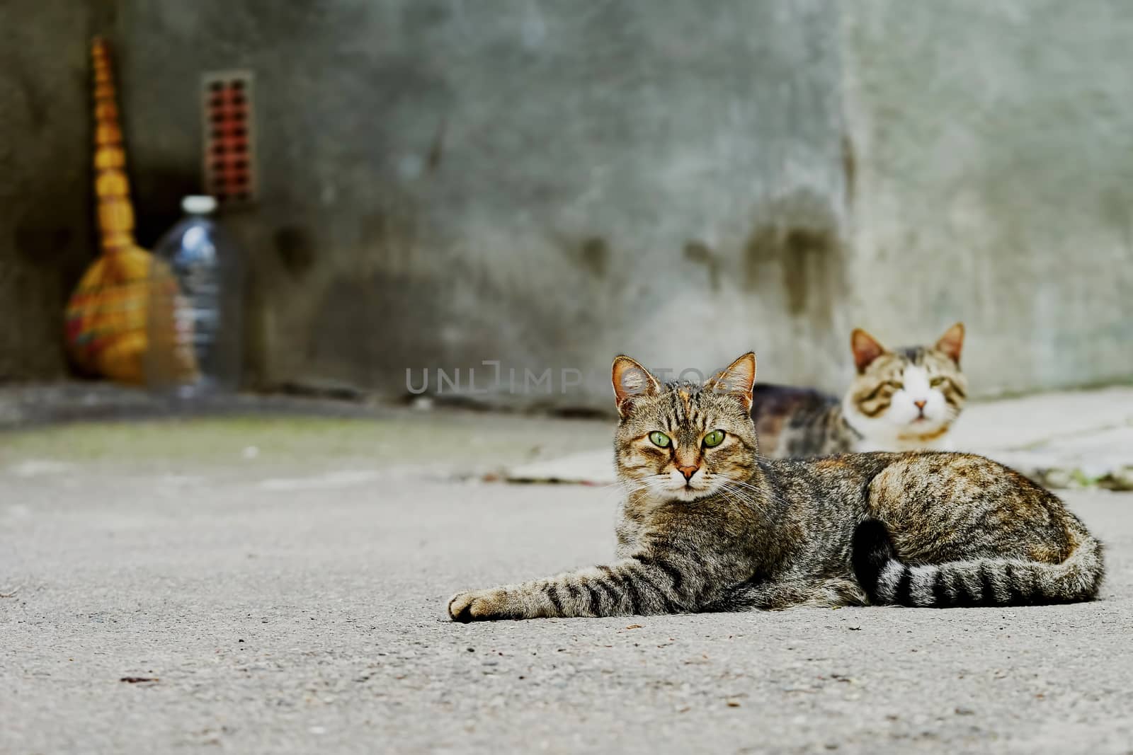 Two homeless cats on the streets of the city in the 
summer