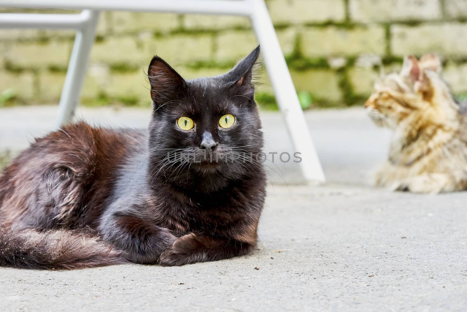 Two homeless cats on the streets of the city in the 
summer