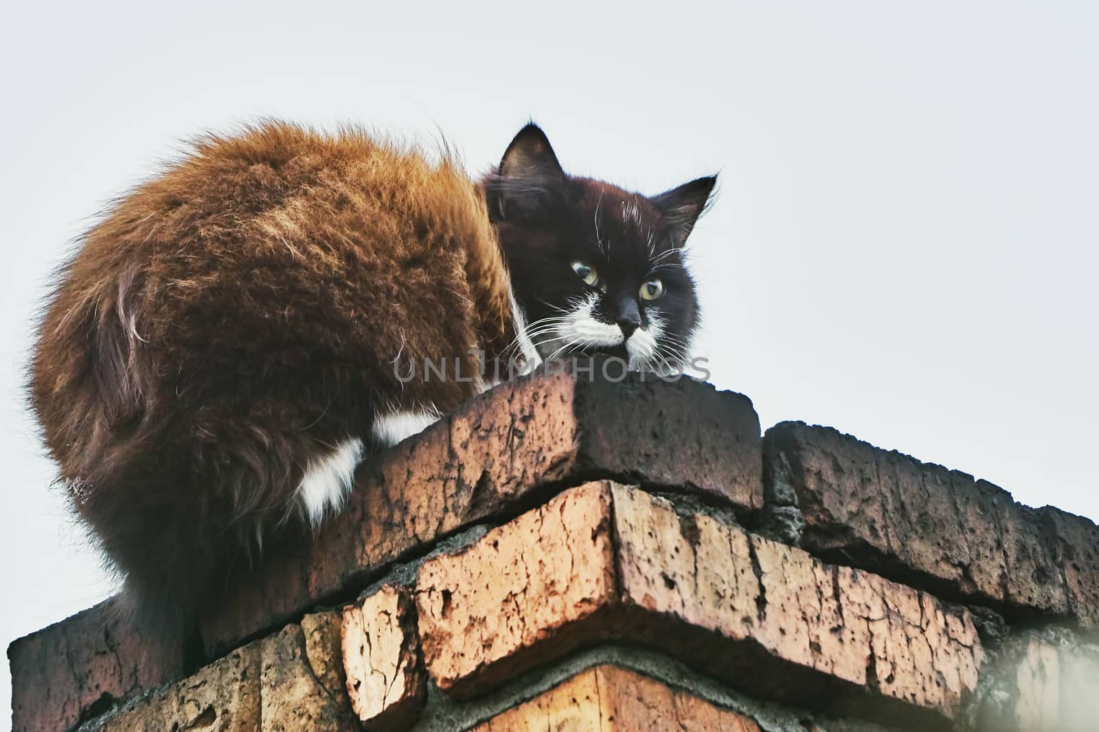 Cat on the chimney on the roof