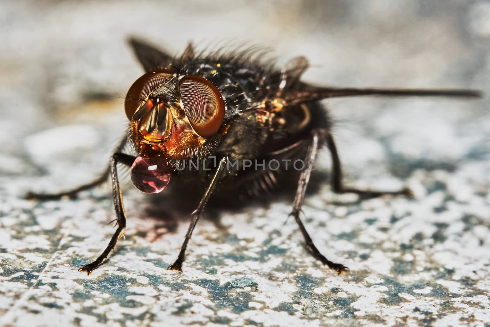 Fly drinking water on a hot day