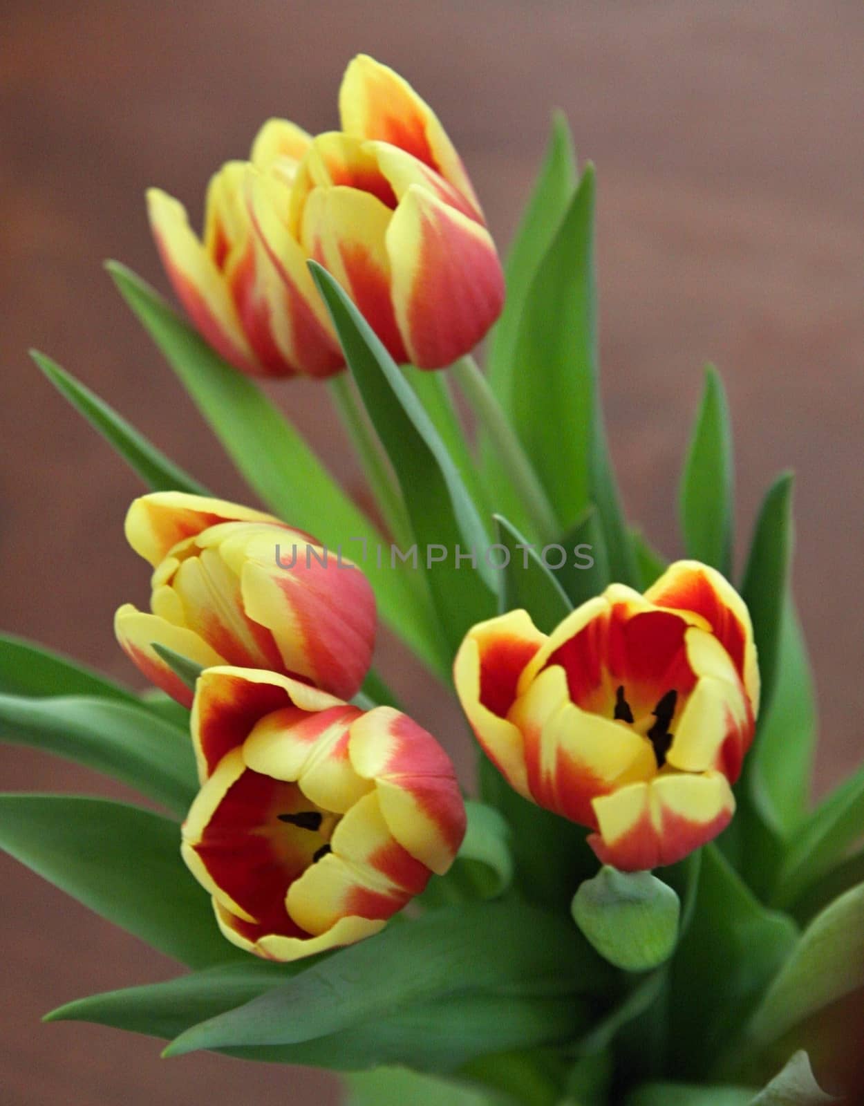 Bouquet of yellow and orange tulips with green leafs
