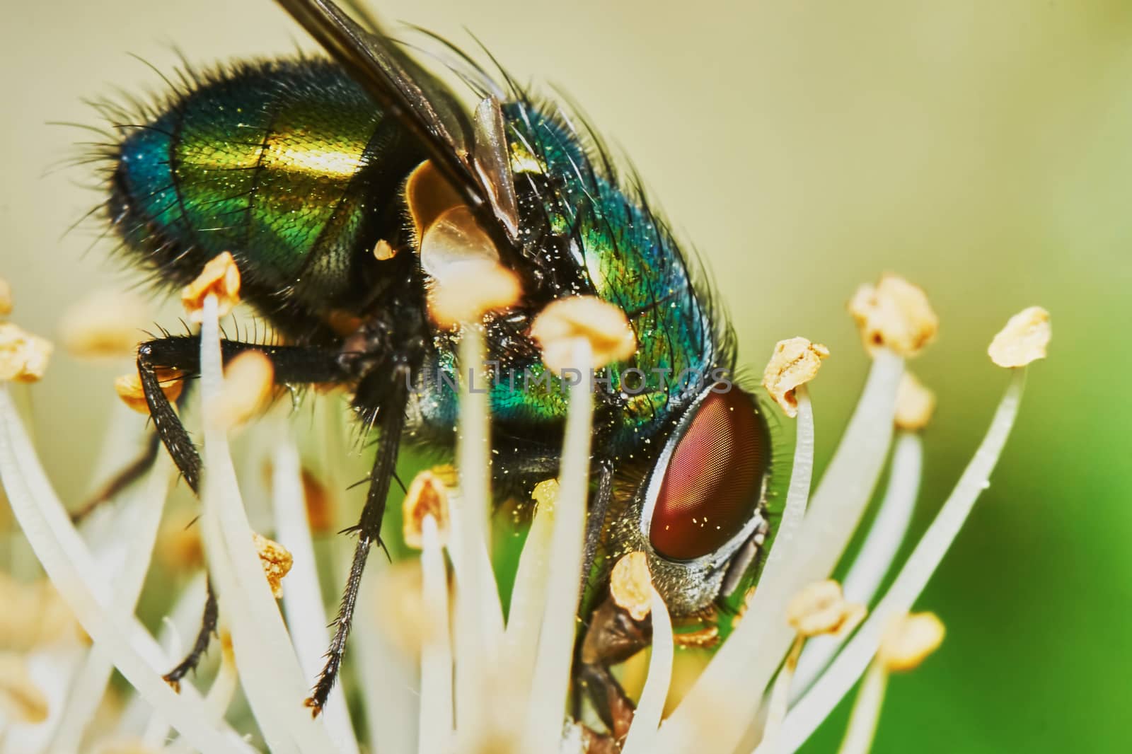 Green fly sat down to rest on a hot day