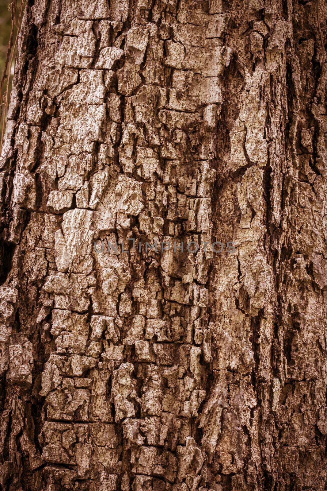 Tree bark texture full frame in nature