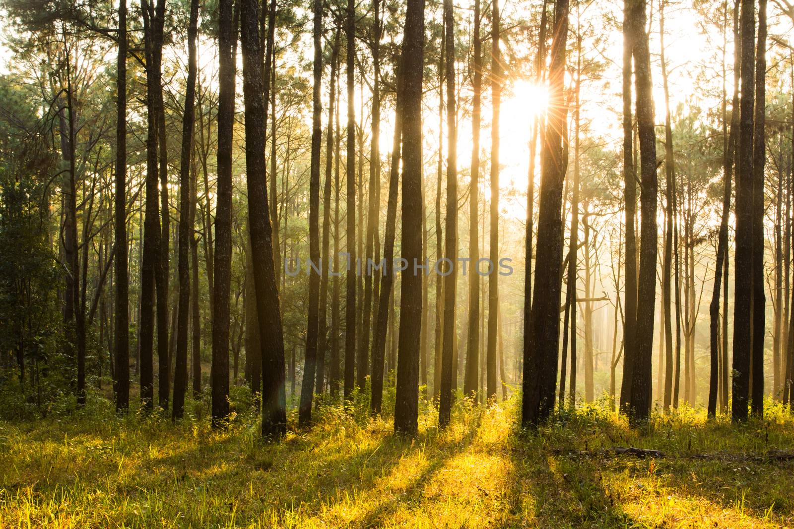 sunray shinning thought fog of pines forest