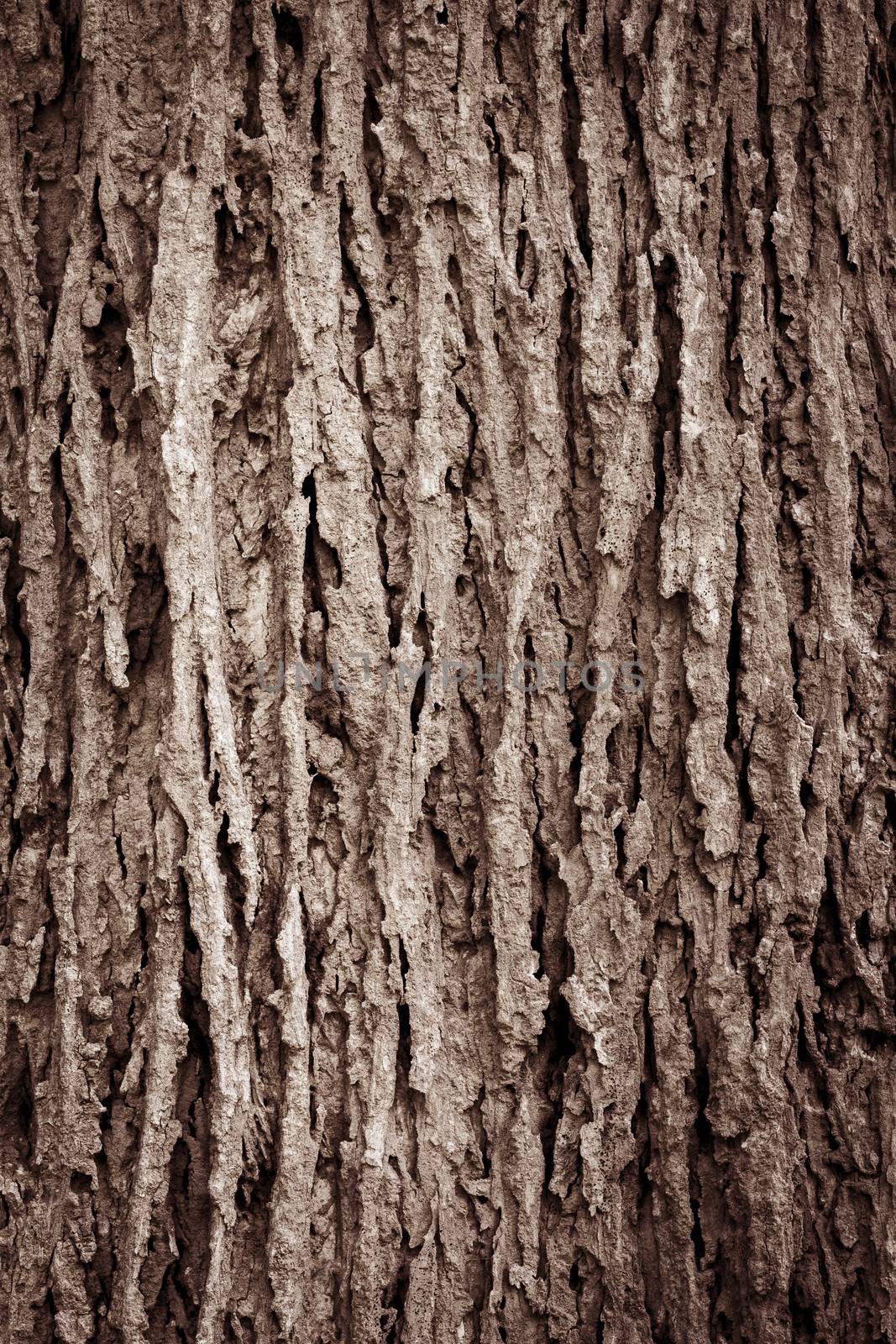 Tree bark texture full frame in nature