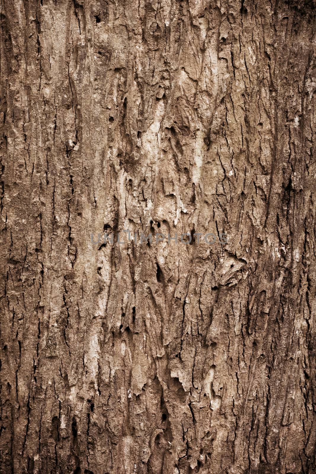 Tree bark texture by happystock
