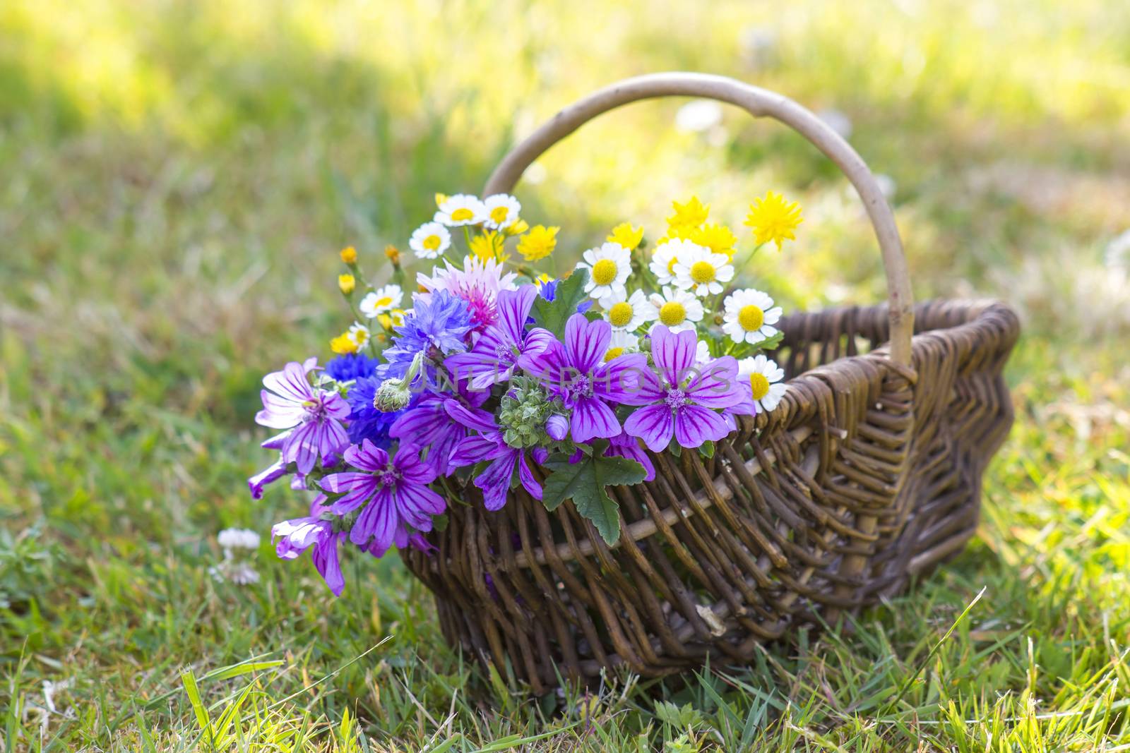 wildflowers in a basket by miradrozdowski