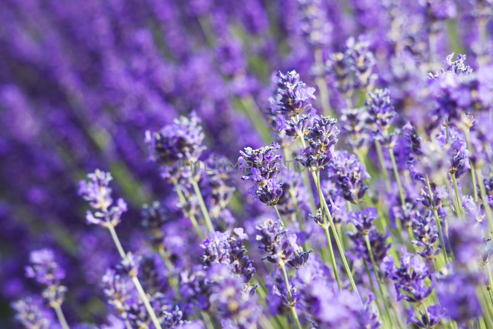 lavender flowers by miradrozdowski