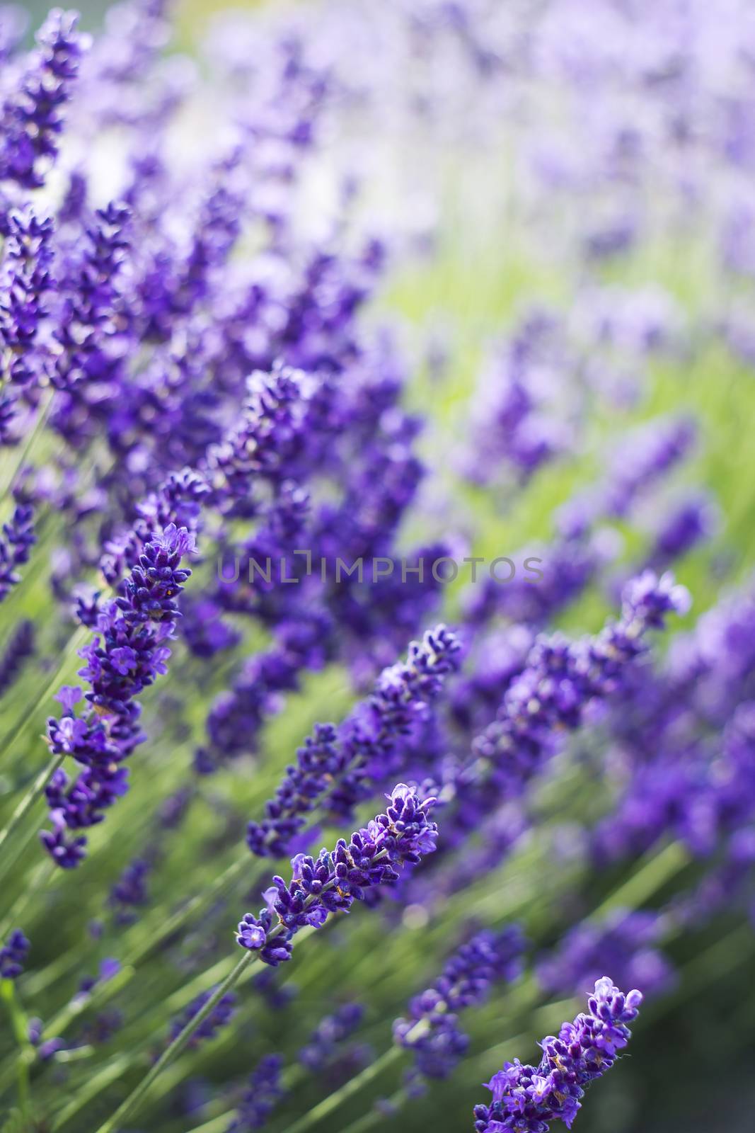 lavender flowers