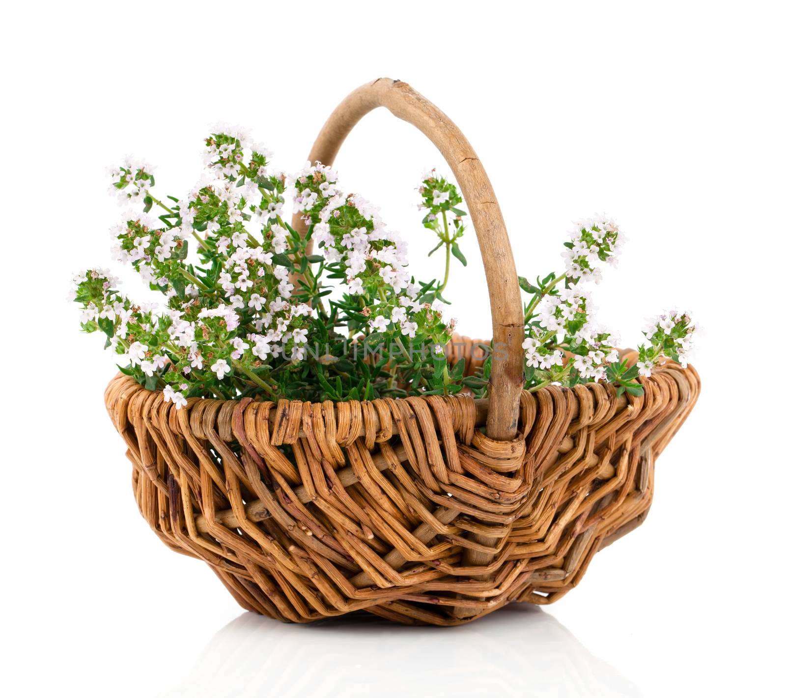 Bundle of fresh Thyme in a wicker basket, on a white background by motorolka