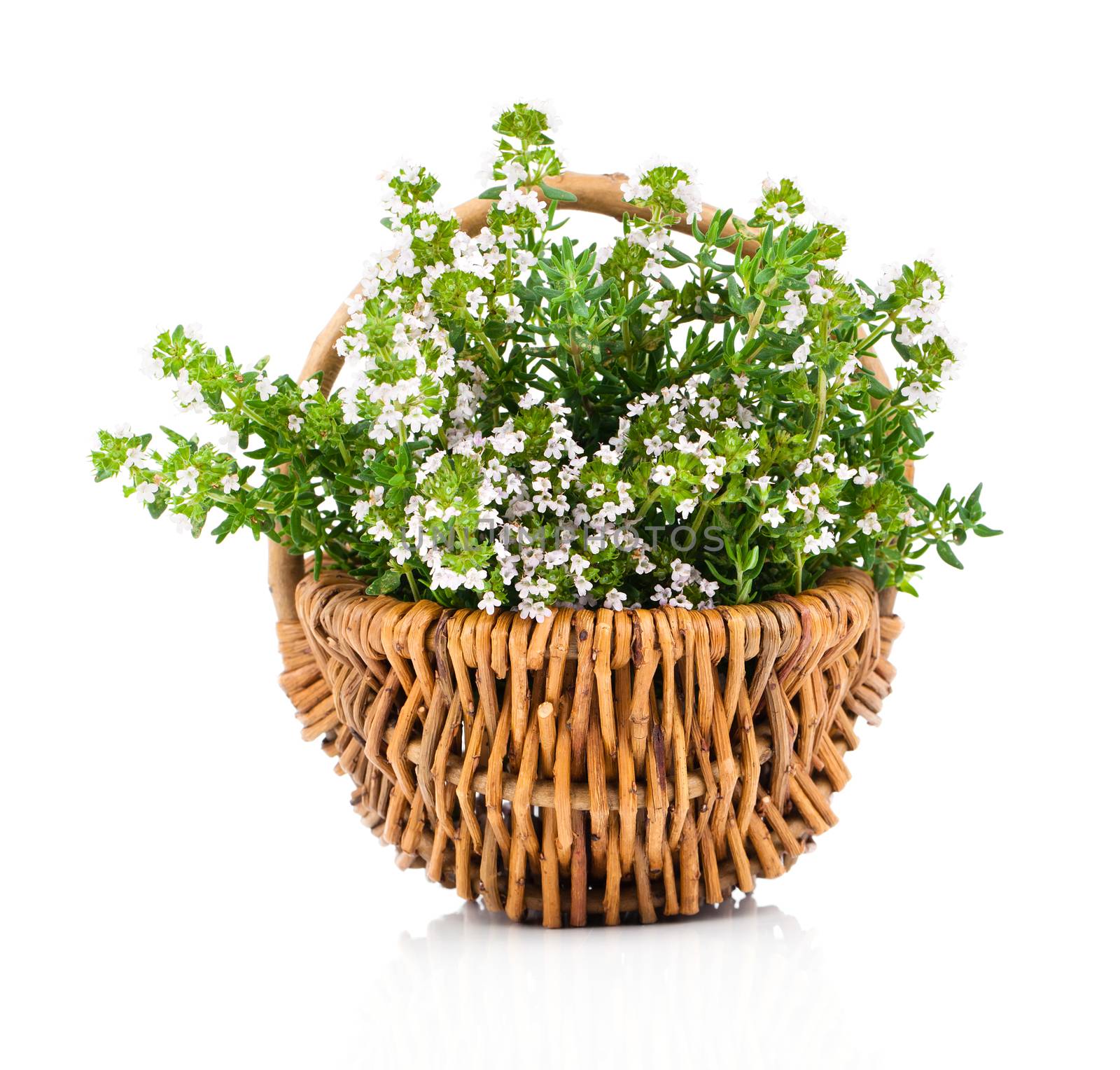 Bundle of fresh Thyme in a wicker basket, on a white background by motorolka