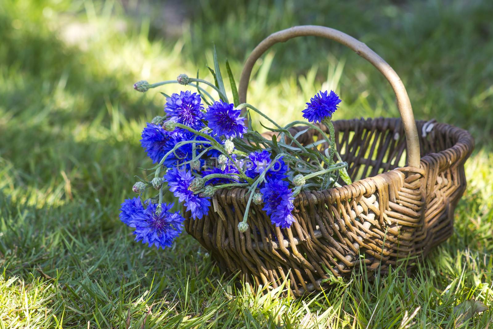 cornflowers in a basket by miradrozdowski