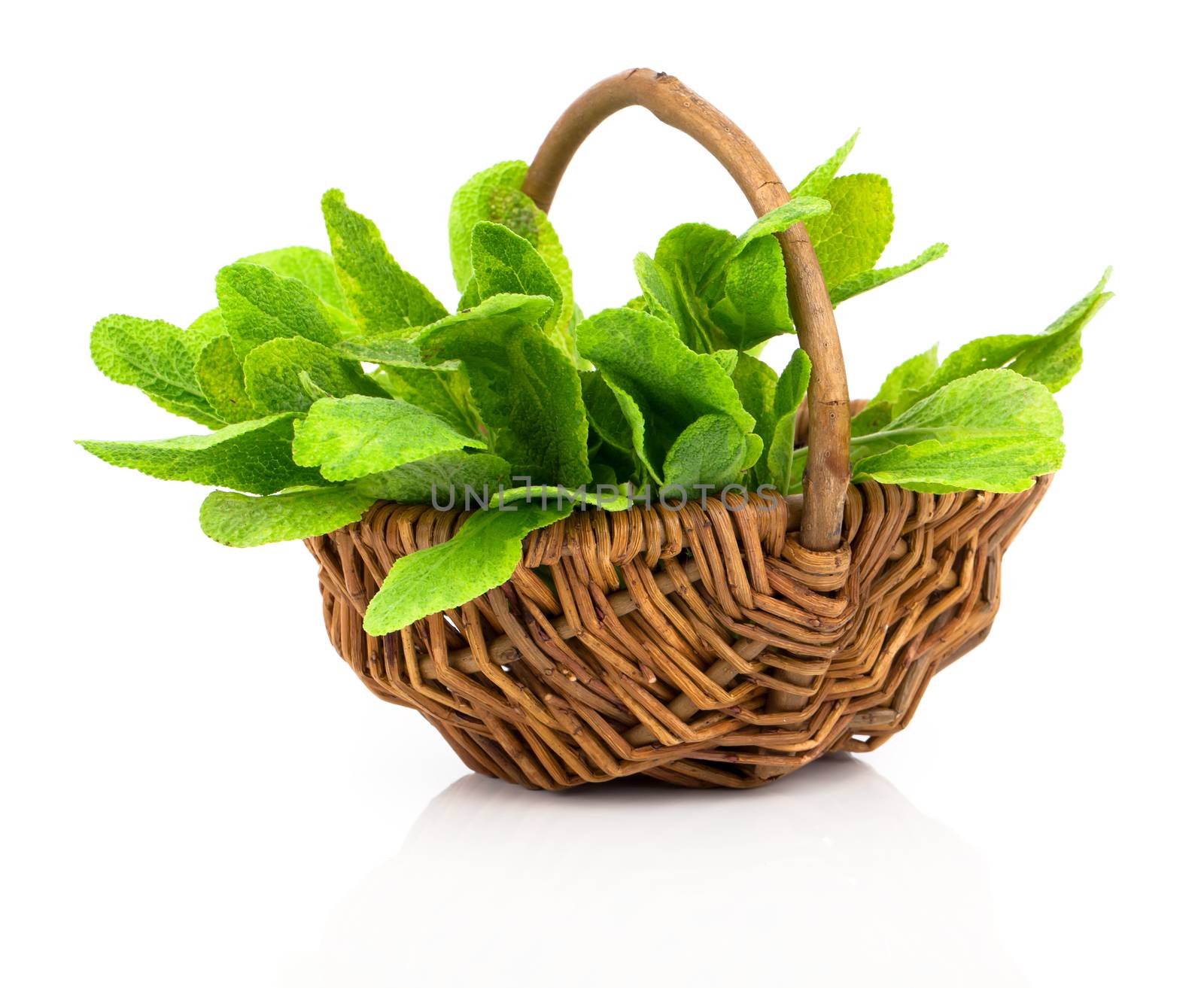 Bundle of fresh sage in a wicker basket, on a white background by motorolka
