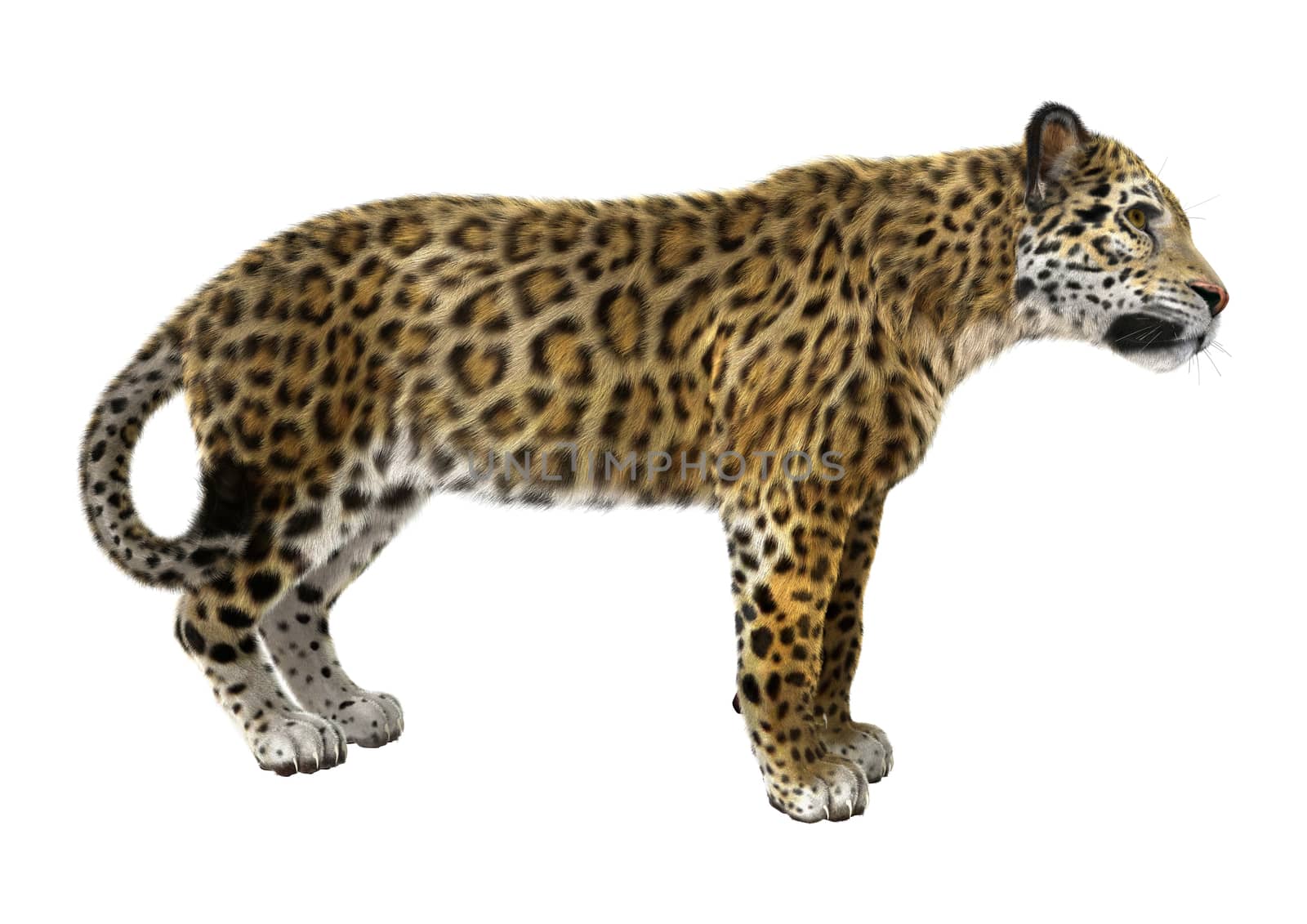 3D digital render of a big cat jaguar isolated on white background