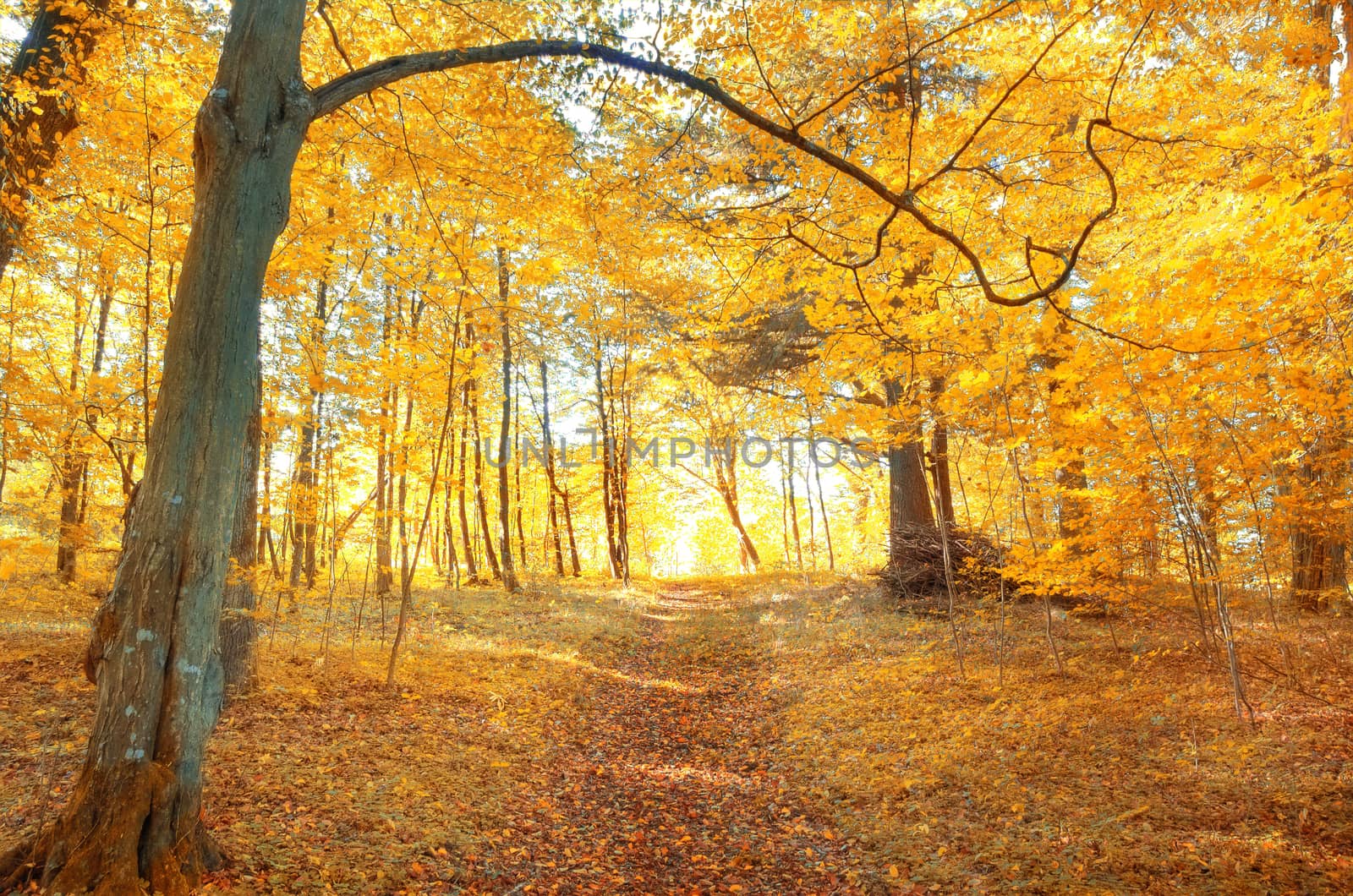 Autumn scenery. Beautiful gold fall in forest.