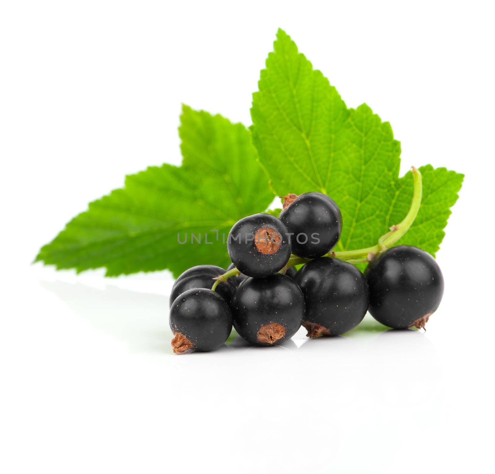 black currant on a white background by motorolka