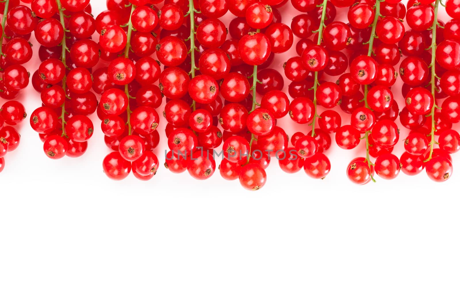 red currant on a white background
 by motorolka
