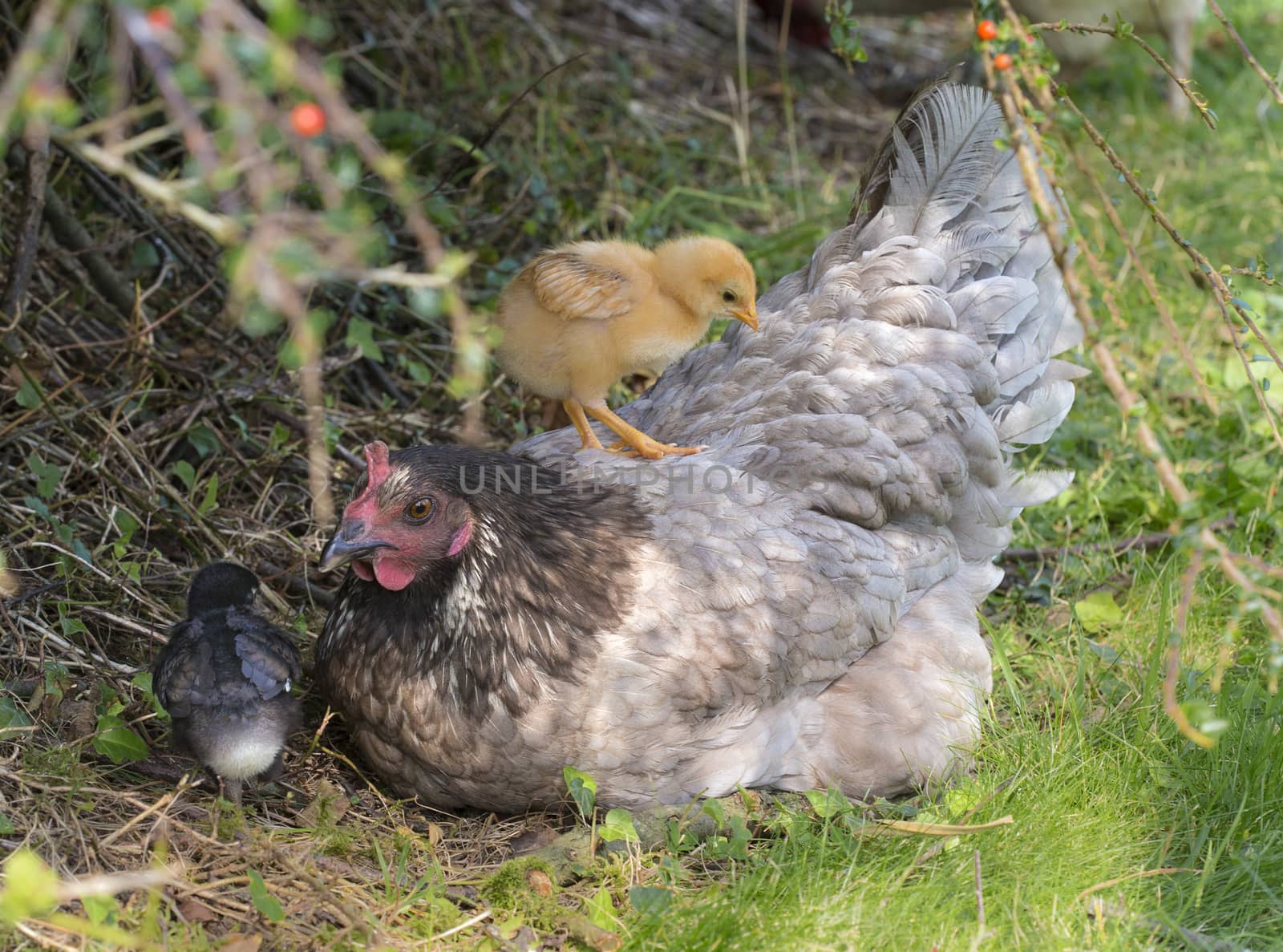baby chicken and mother in nature