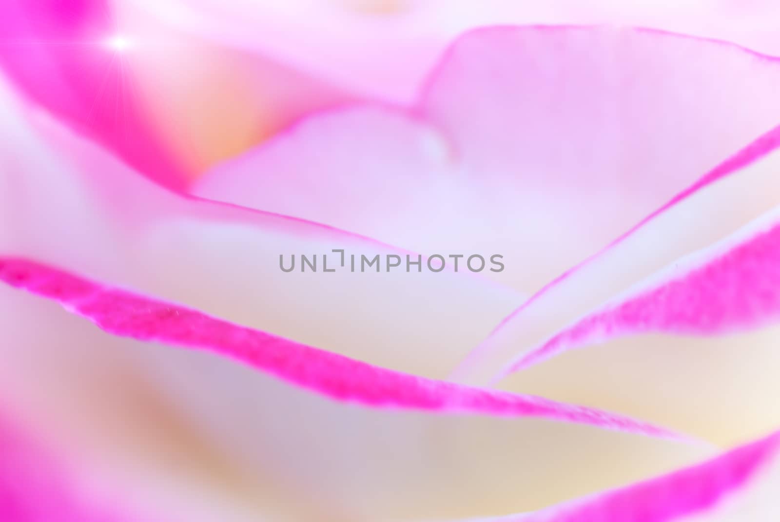 Pink rose with shallow depth of field by Zhukow