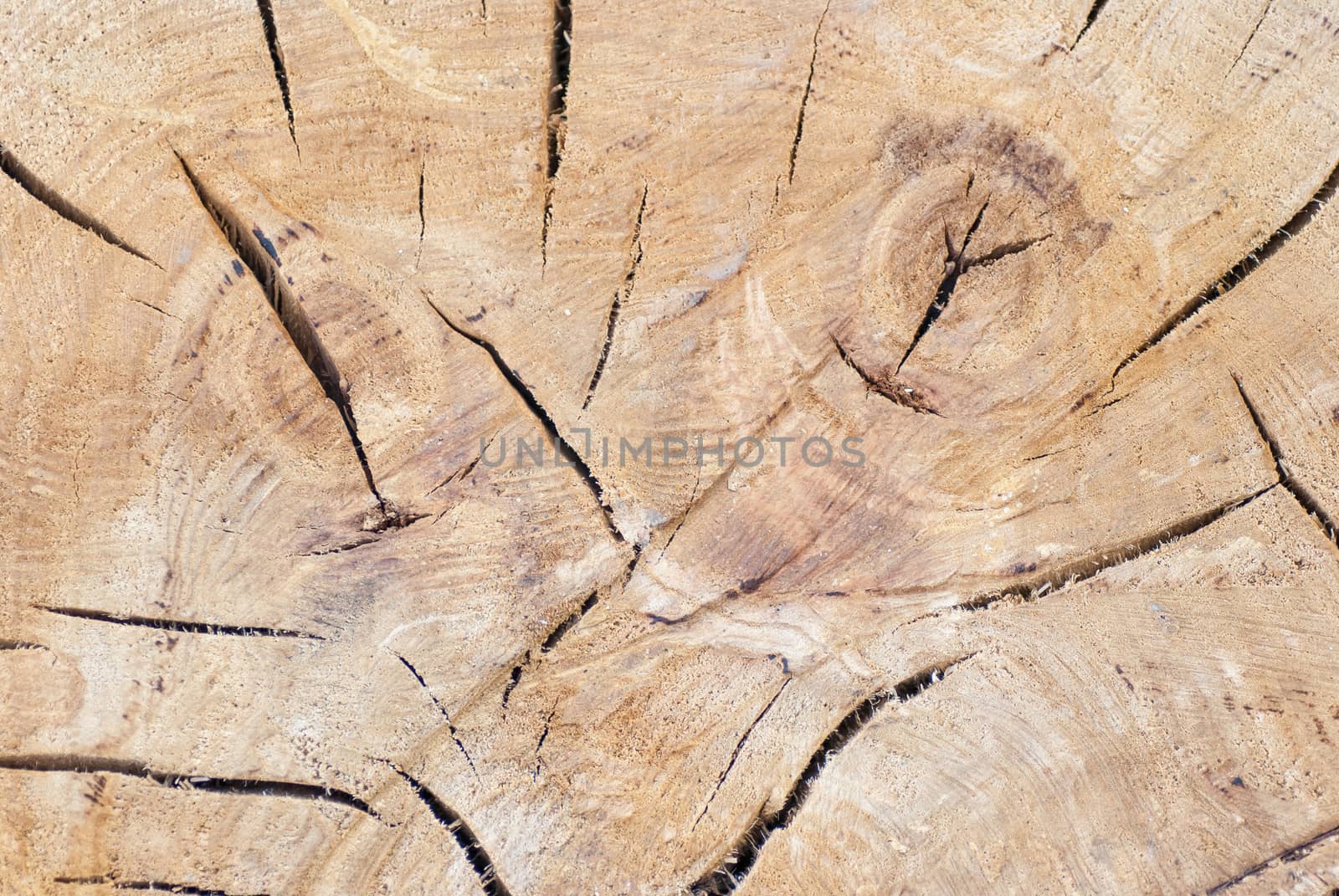  Tree trunk texture or background