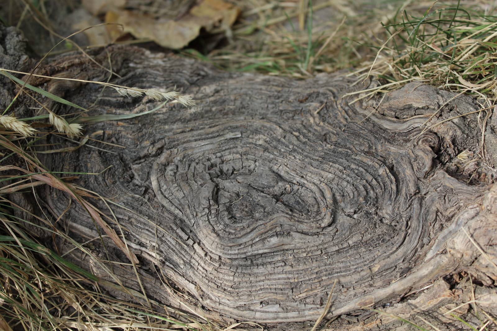 Details of above ground root of an old tree.
